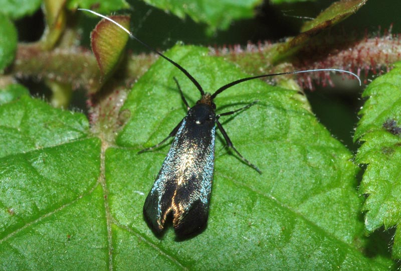 Adelidae da conf. o det. - Adela reaumurella